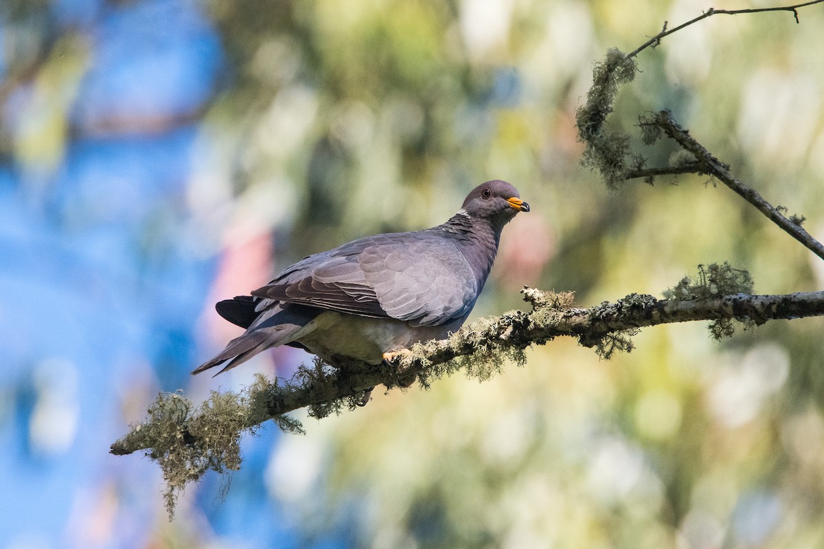 Band-tailed Pigeon - ML244299581
