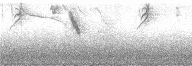 Каптурник сіроголовий (підвид rubrirostris) - ML244301