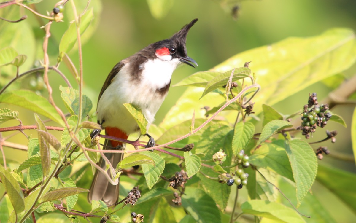 Red-whiskered Bulbul - Bhaarat Vyas