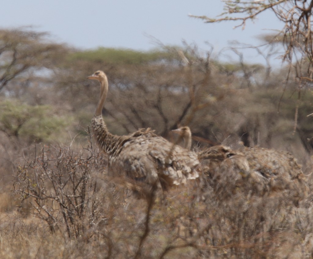 Somali Ostrich - ML244304451