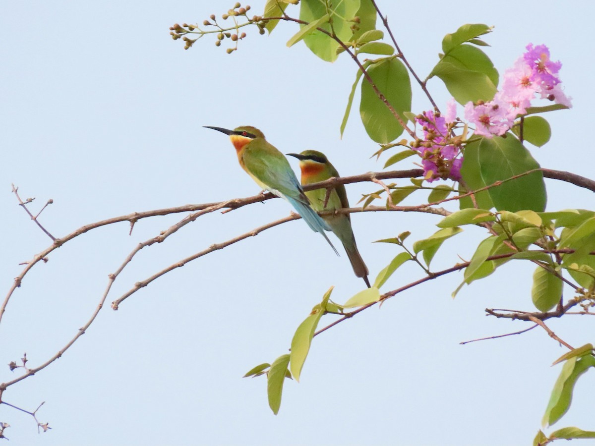 Blue-tailed Bee-eater - ML244304571
