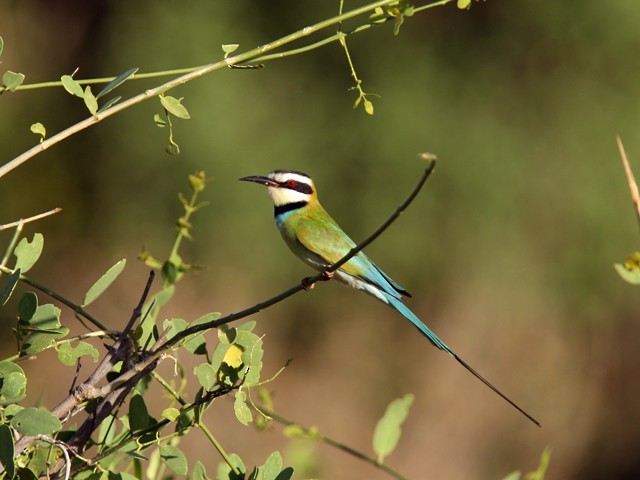 White-throated Bee-eater - ML244304771