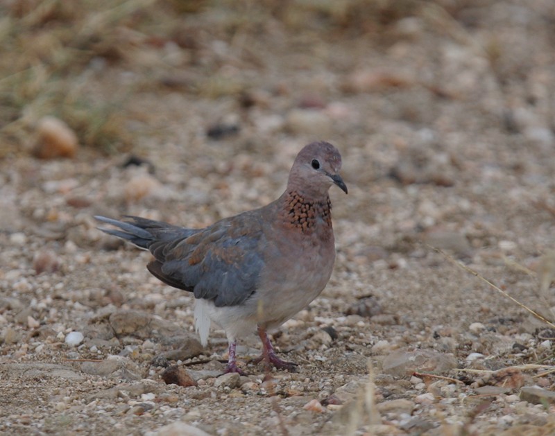 Laughing Dove - ML244305341
