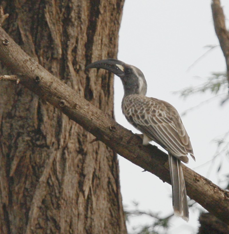 African Gray Hornbill - Qiang Zeng