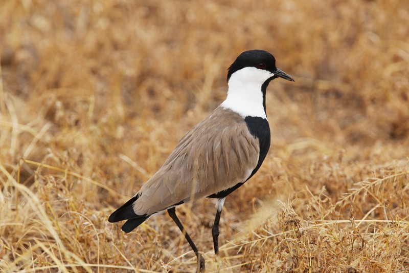 Spur-winged Lapwing - Qiang Zeng