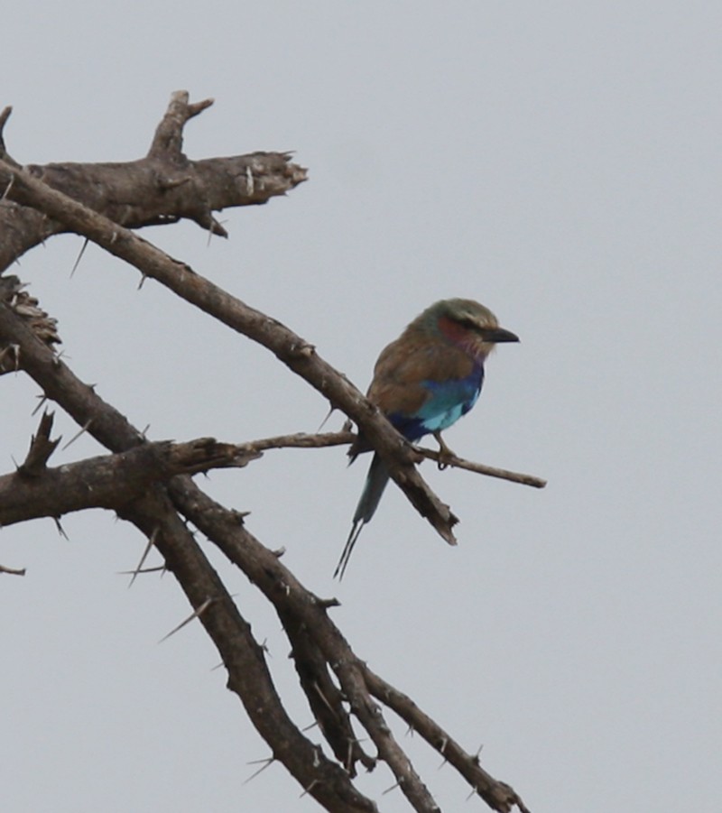 Lilac-breasted Roller - Qiang Zeng