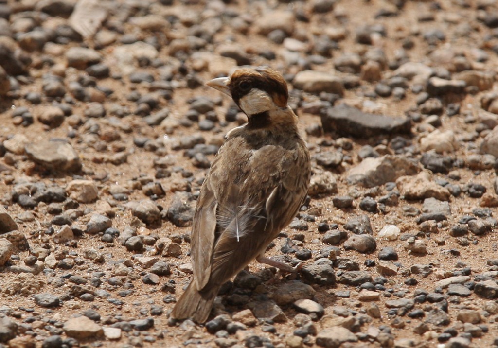 Fischer's Sparrow-Lark - ML244307591