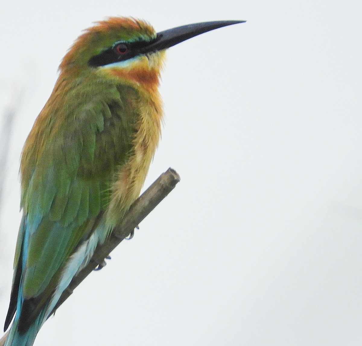 Blue-tailed Bee-eater - ML244307701