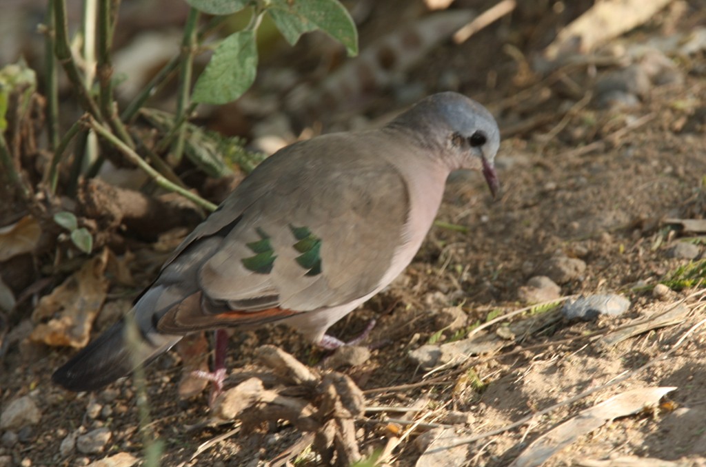 Emerald-spotted Wood-Dove - ML244308331