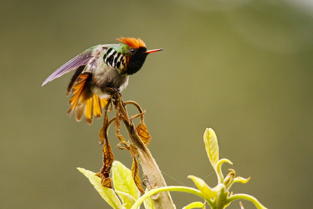 Frilled Coquette - ML244313801