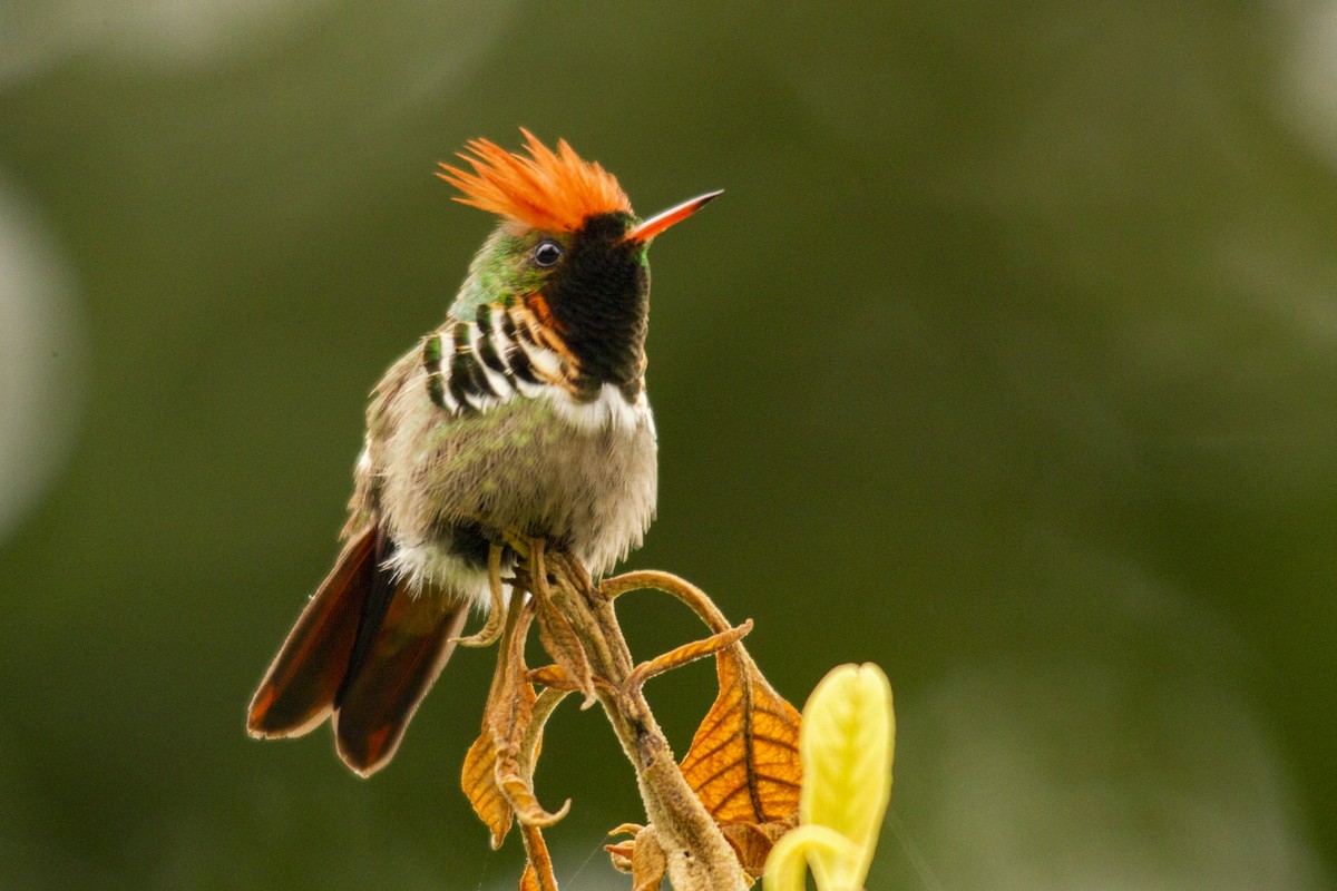 Frilled Coquette - ML244313831