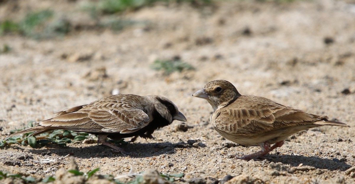 Ashy-crowned Sparrow-Lark - Amee Vyas