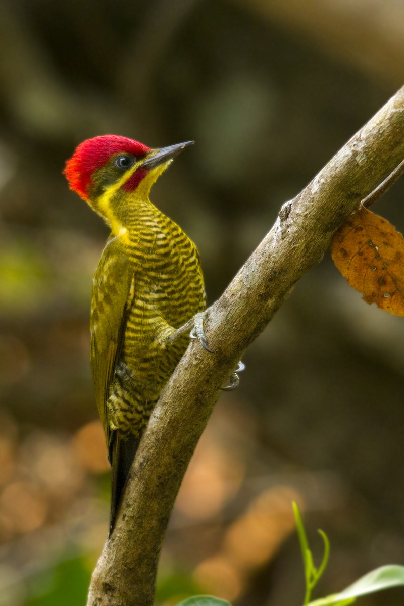 Golden-green Woodpecker - Andres Vasquez Noboa
