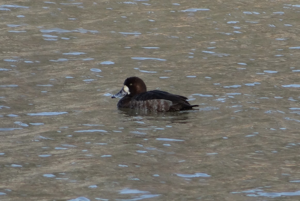 Greater Scaup - ML24431781