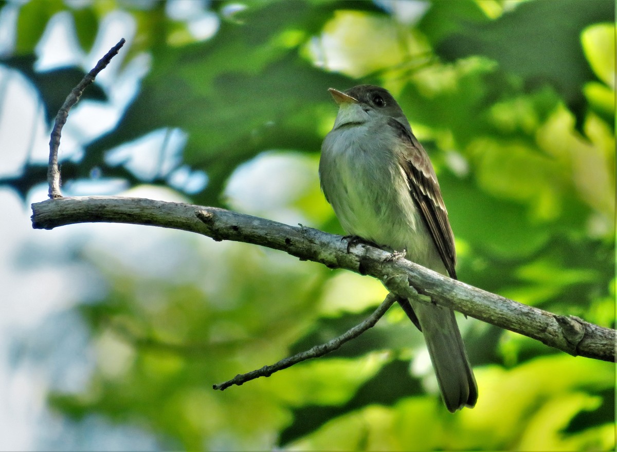 Eastern Wood-Pewee - Kevin Topping