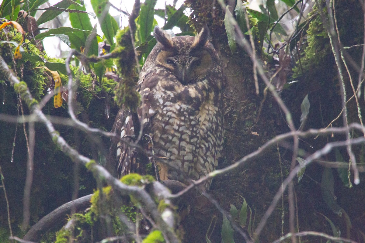 Abyssinian Owl - ML244323631