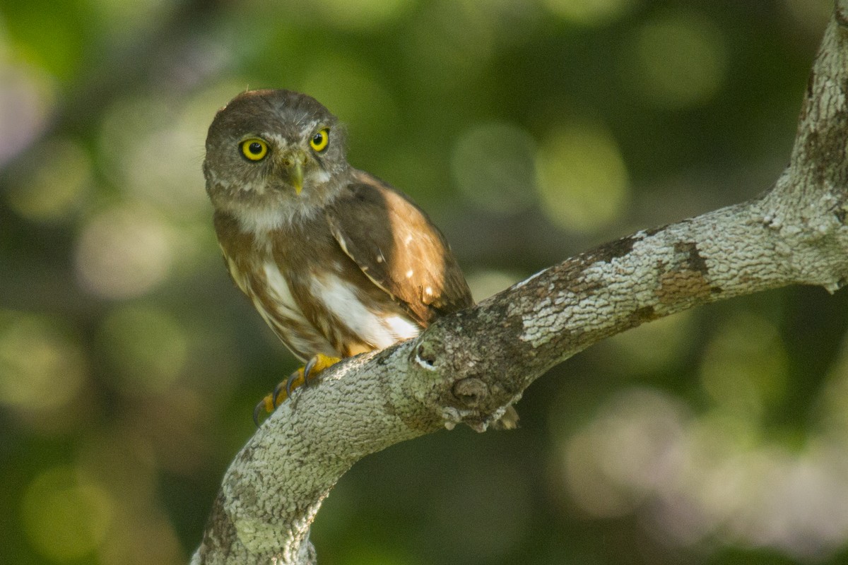 Amazonian Pygmy-Owl - Andres Vasquez Noboa