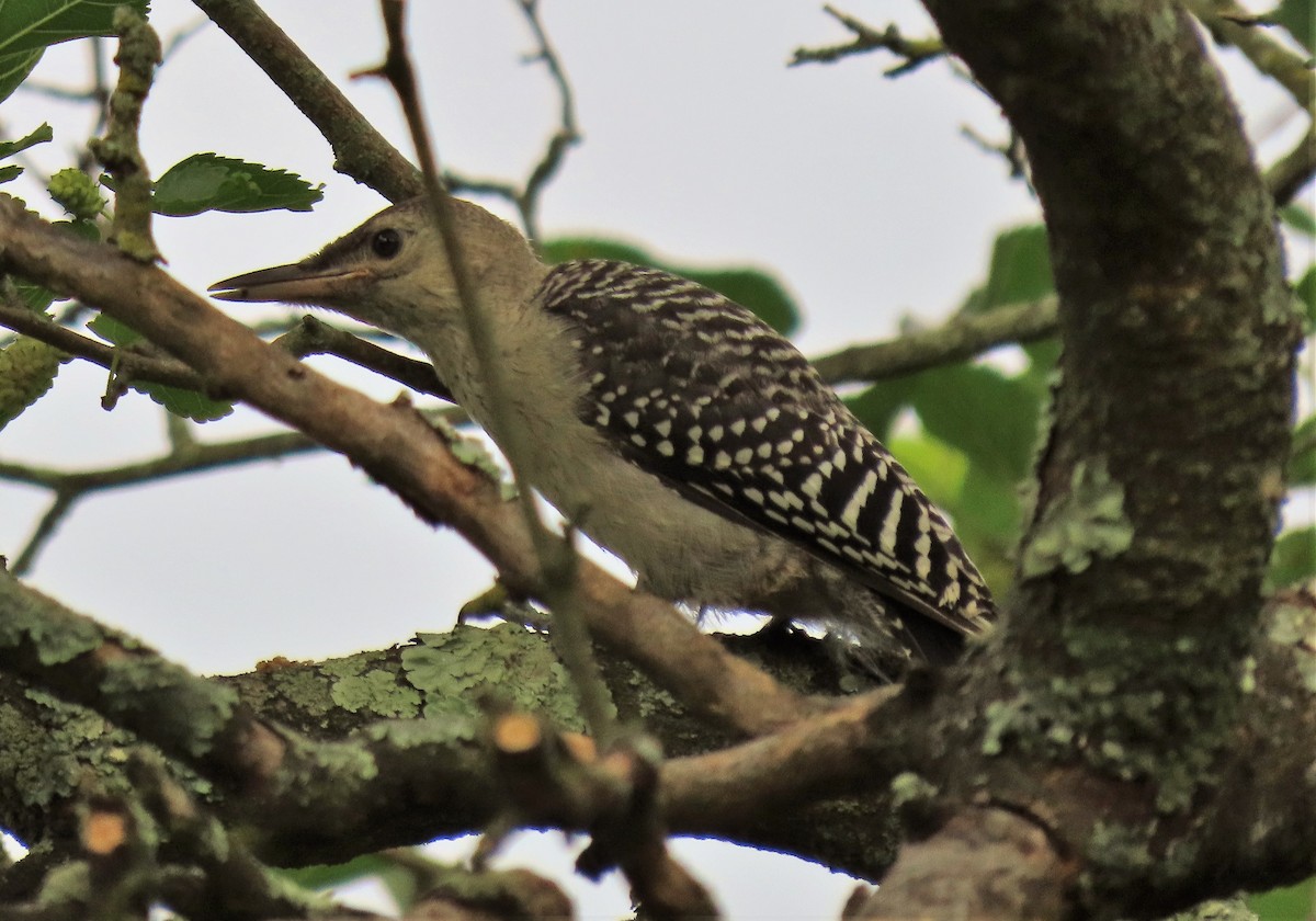 Red-bellied Woodpecker - ML244325101