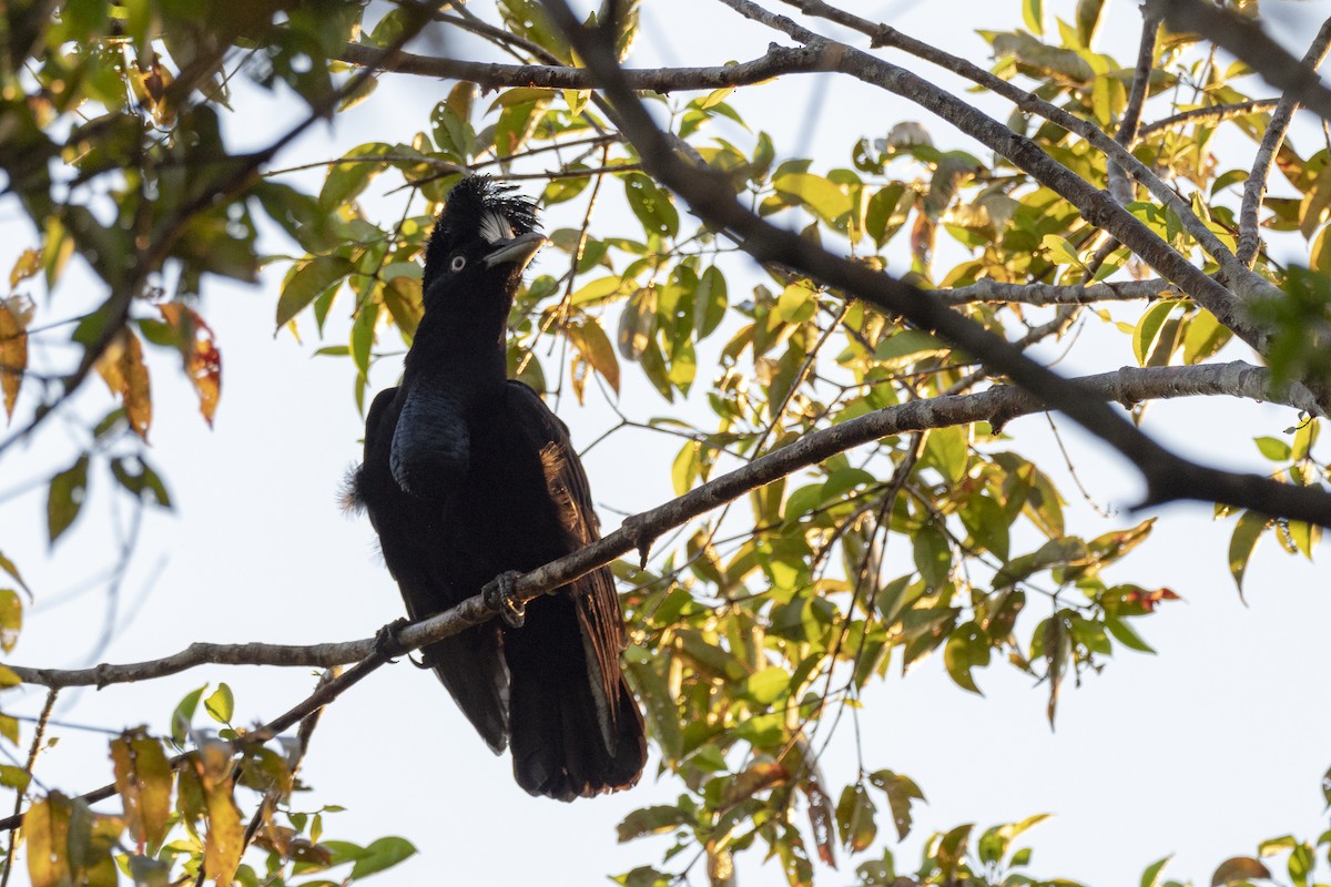 Амазонская зонтичная птица - ML244325201