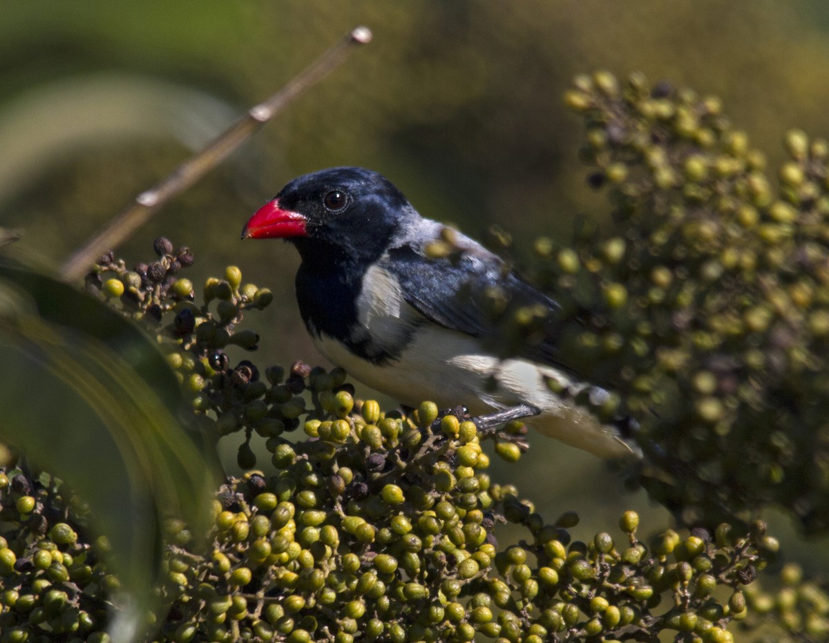 Red-billed Pied Tanager - ML244325391