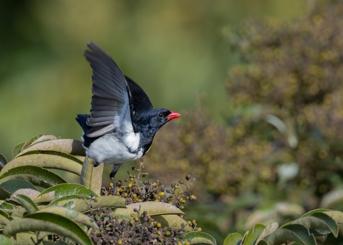 Red-billed Pied Tanager - ML244325401