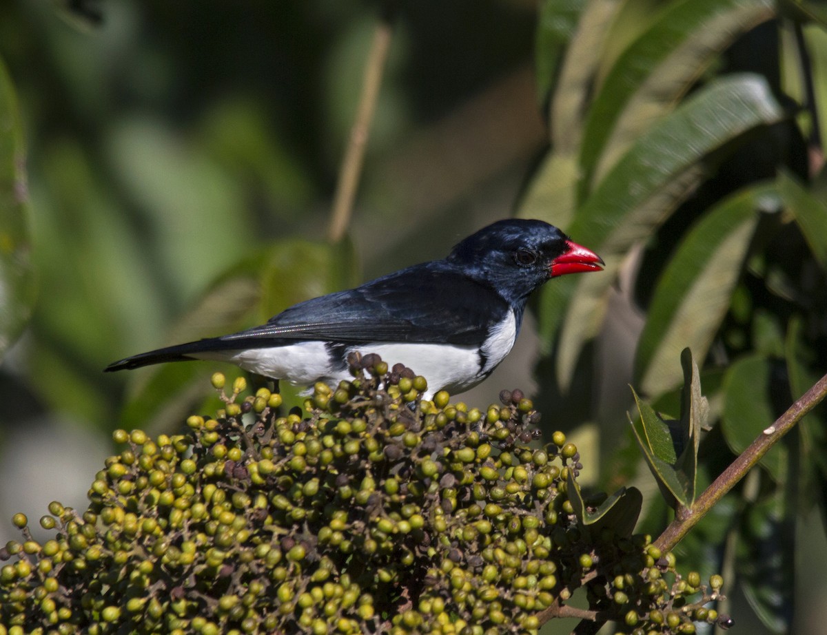 Red-billed Pied Tanager - Andres Vasquez Noboa