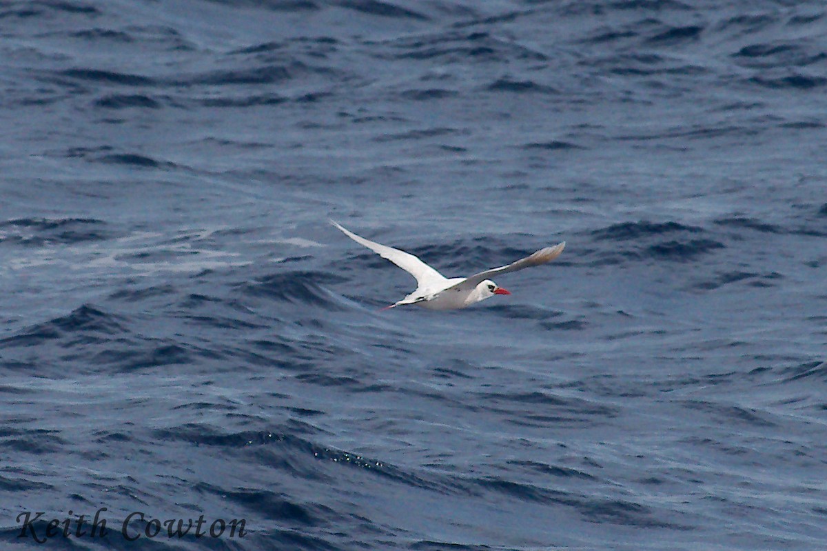 Red-tailed Tropicbird - Keith Cowton
