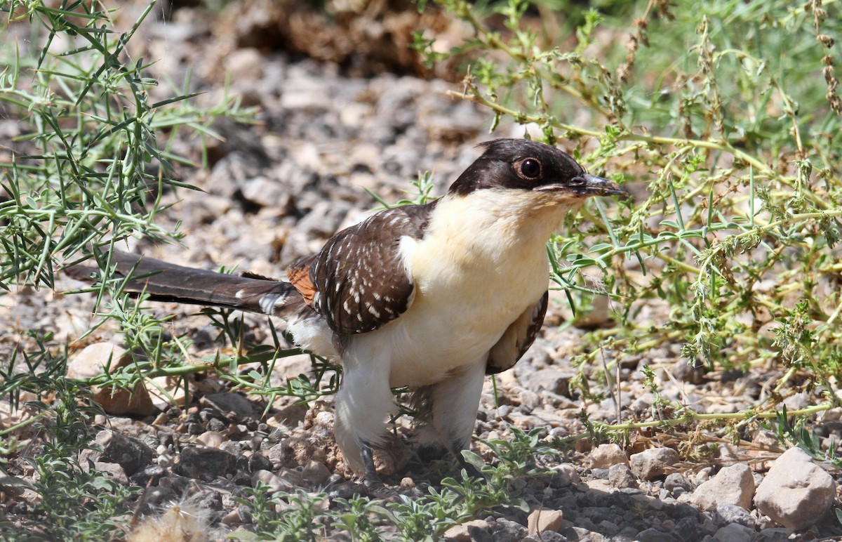 Great Spotted Cuckoo - yuda siliki