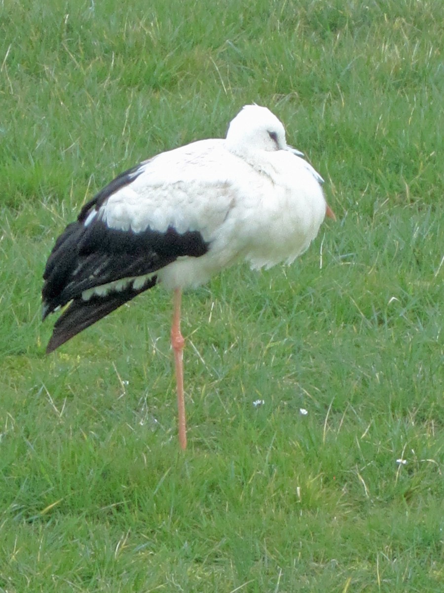 White Stork - willem van vliet-