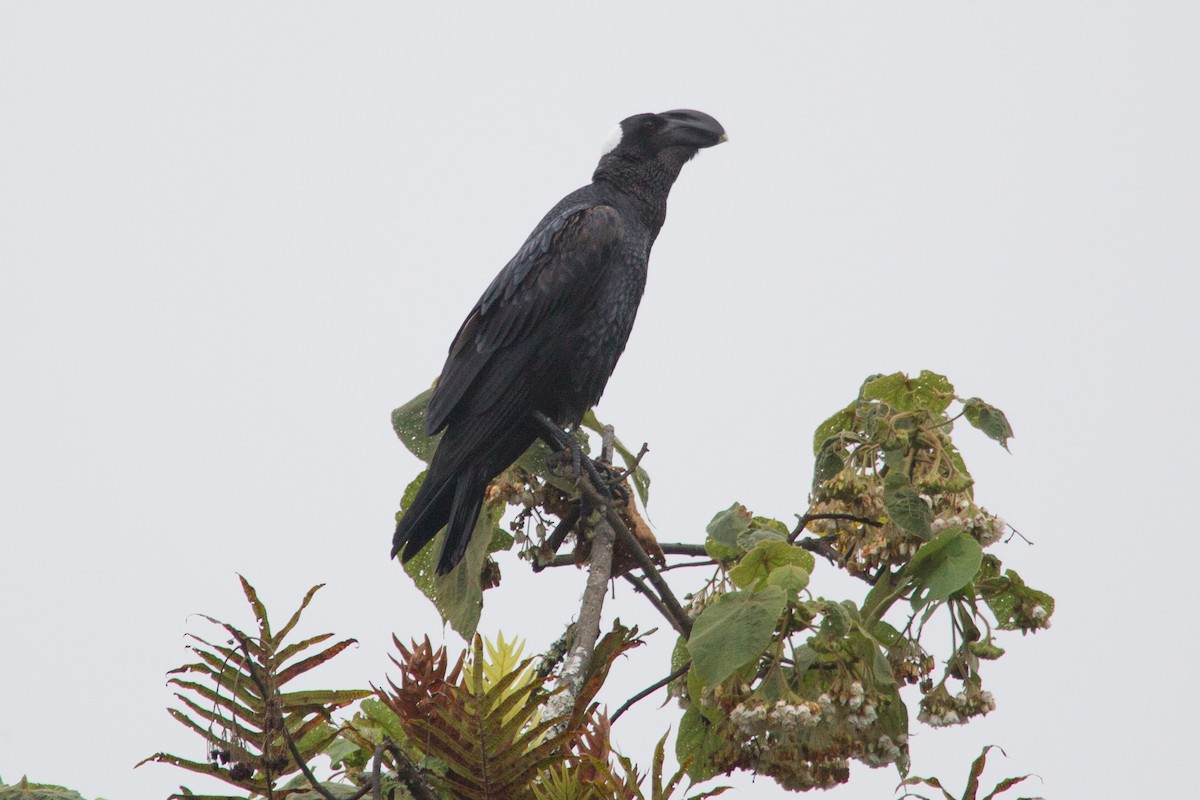 Thick-billed Raven - ML244334971