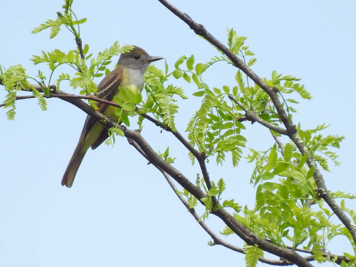 Great Crested Flycatcher - ML244337361