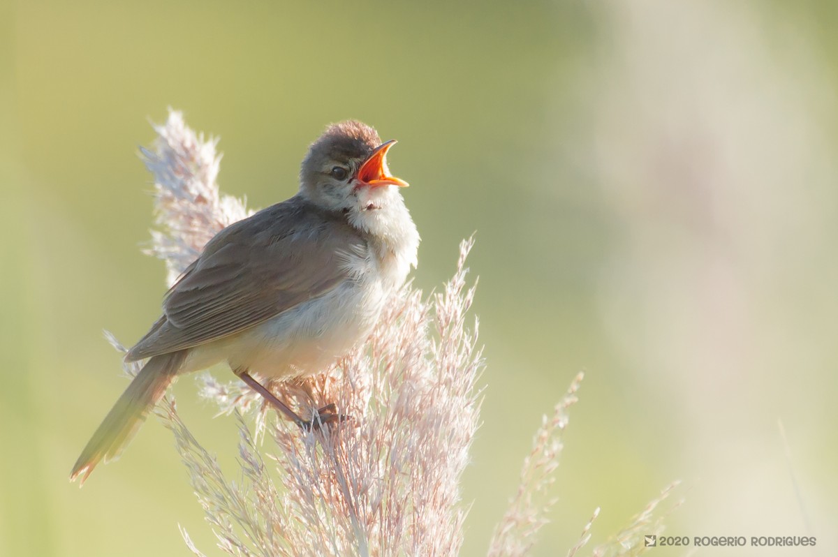 Common Reed Warbler - ML244340121