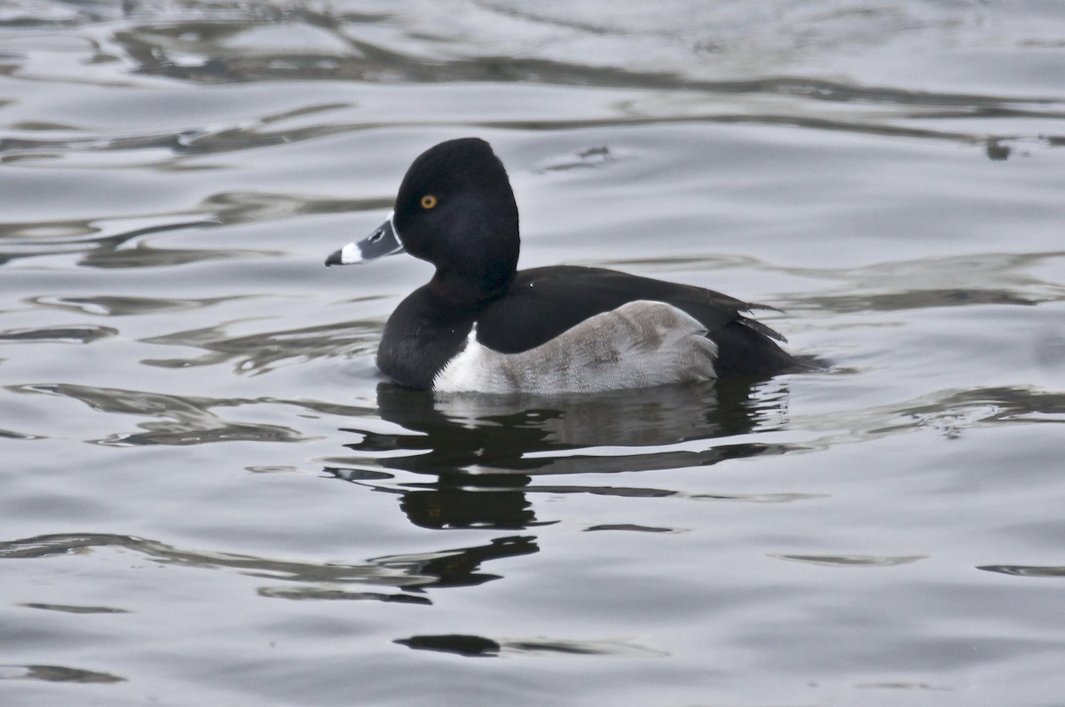 Ring-necked Duck - Donna Lewis