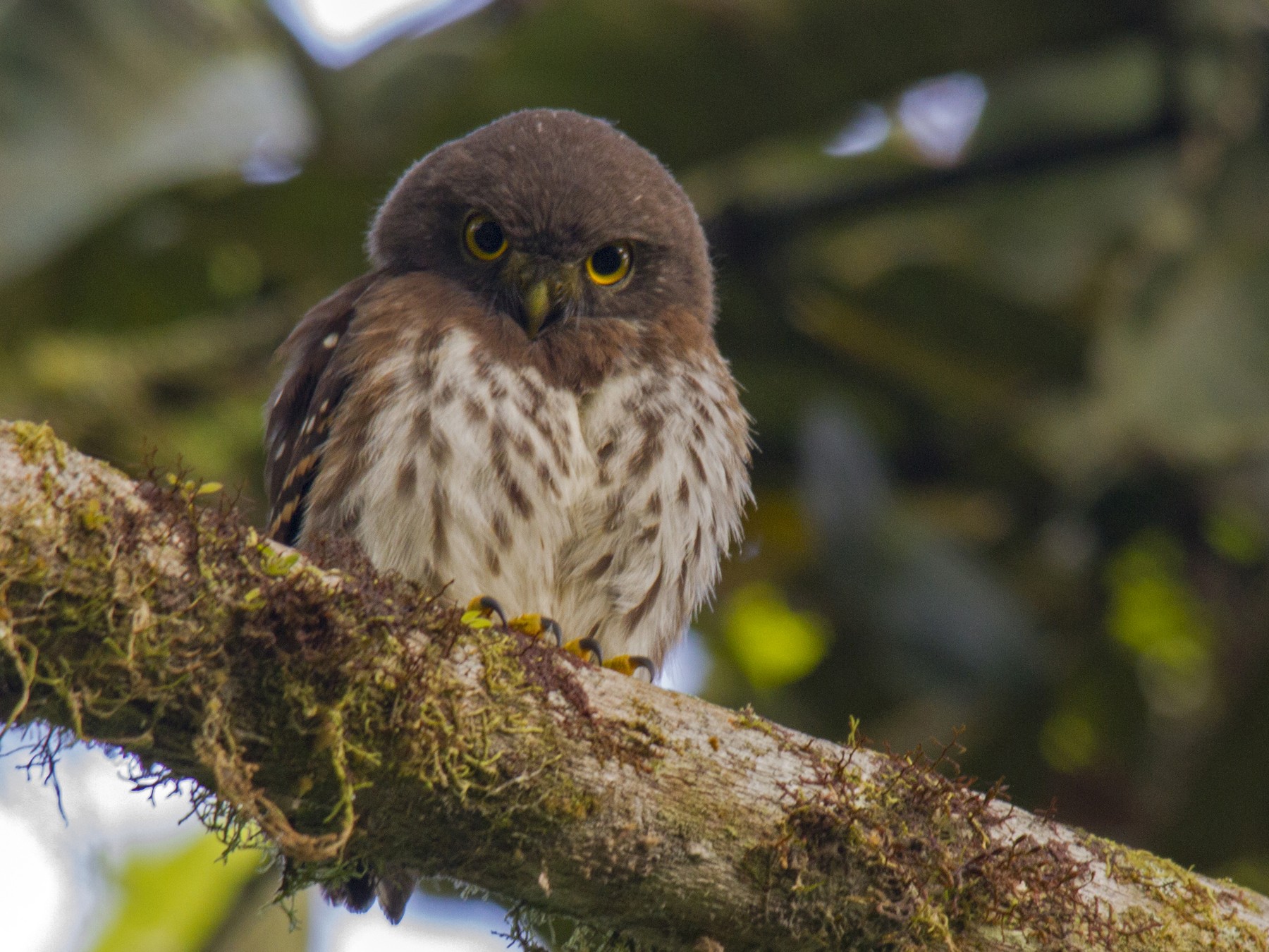 Cloud-forest Pygmy-Owl - Andres Vasquez Noboa