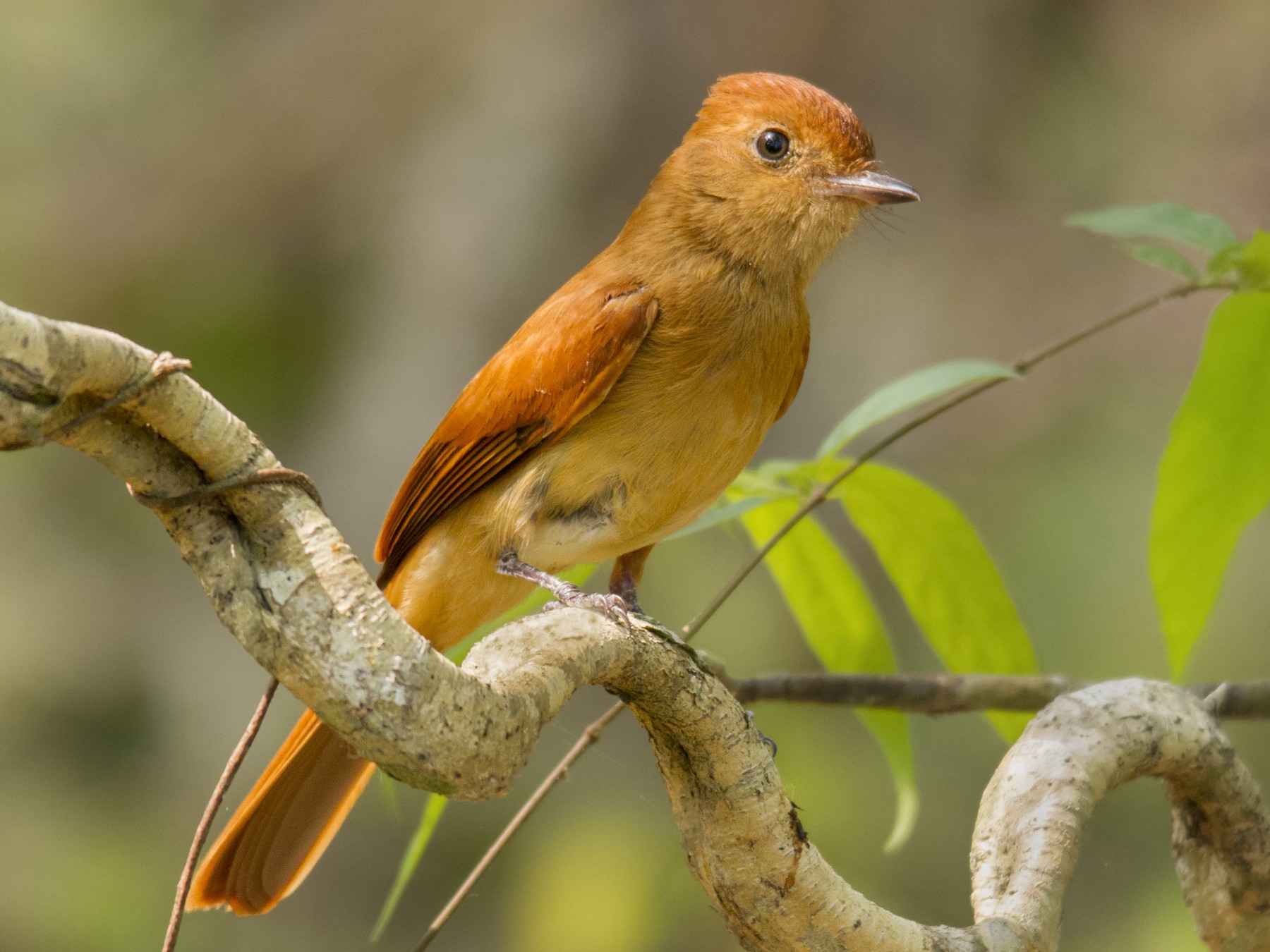 Rufous Casiornis - eBird
