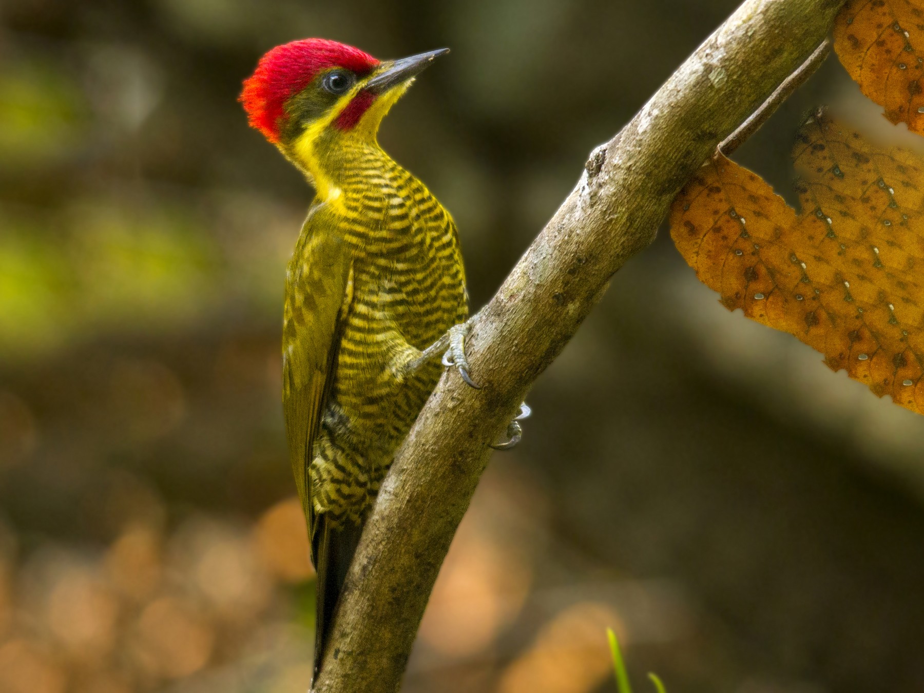 Golden-green Woodpecker - Andres Vasquez Noboa