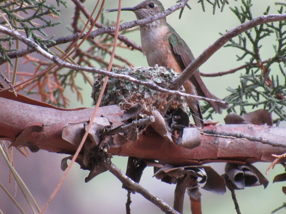 Broad-tailed Hummingbird - ML244346151