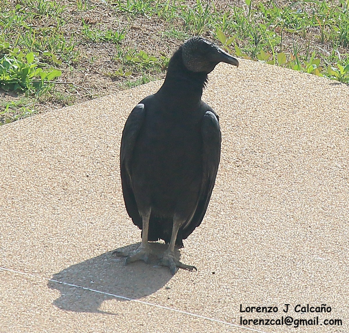 Black Vulture - Lorenzo Calcaño
