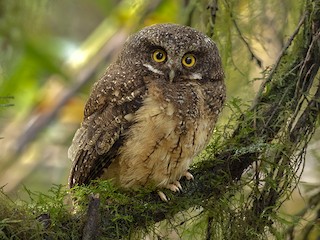  - White-throated Screech-Owl