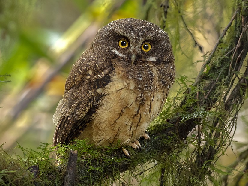 albino screech owl