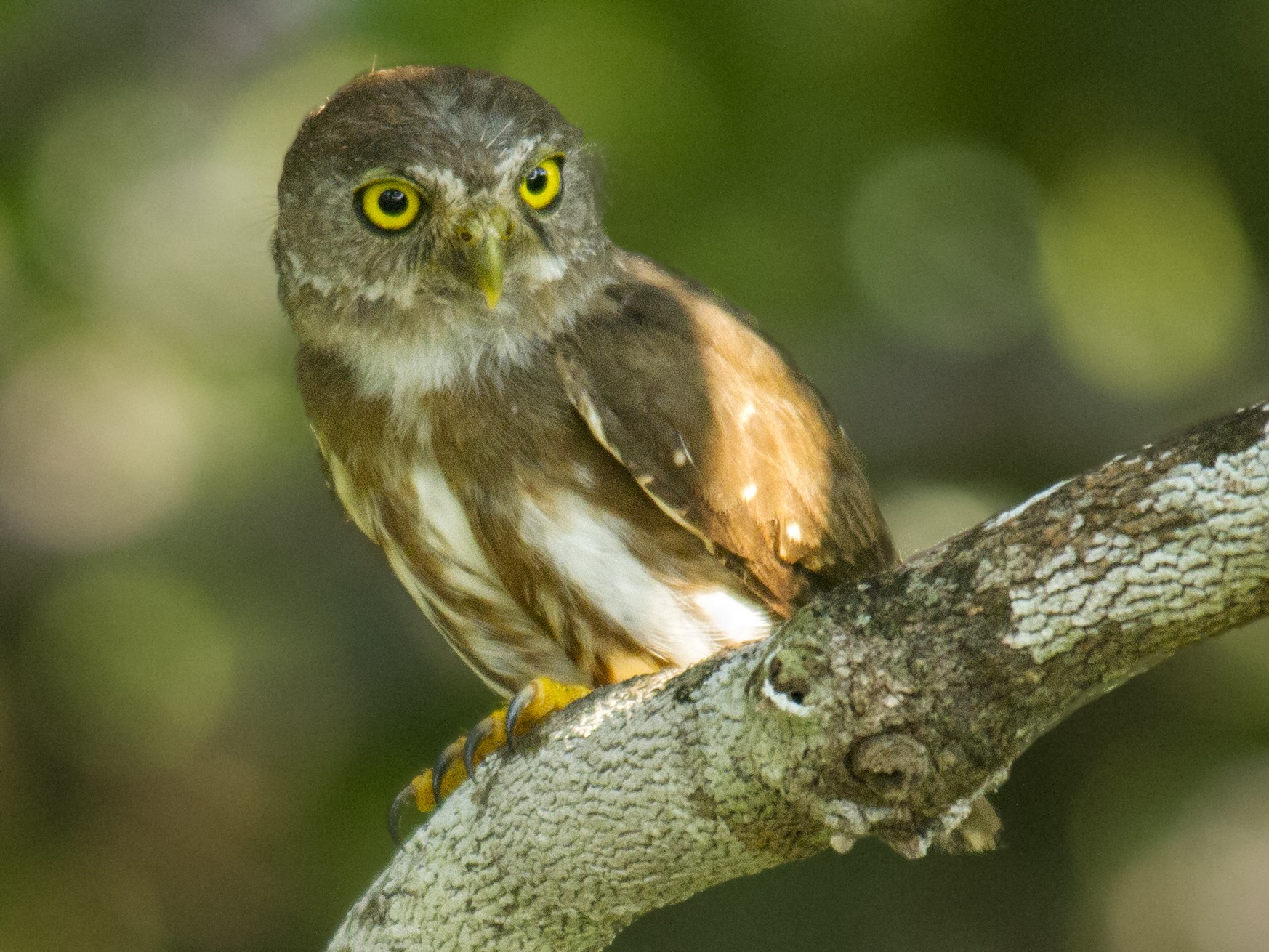 Amazonian Pygmy-Owl - Andres Vasquez Noboa