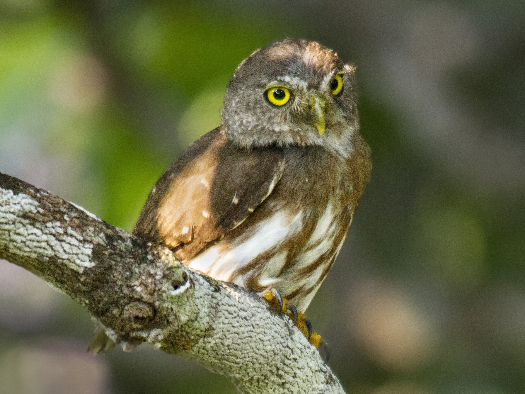 Amazonian PygmyOwl eBird
