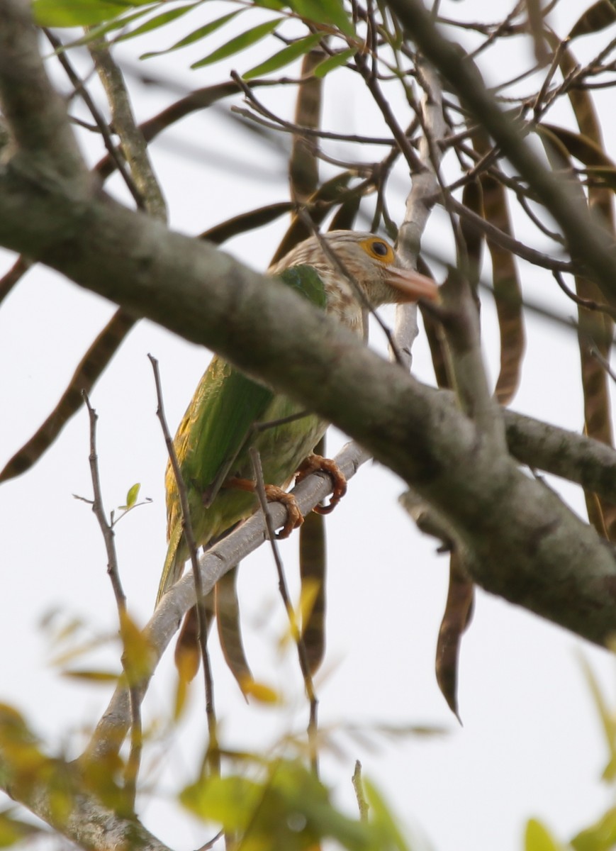 Lineated Barbet - ML244349191