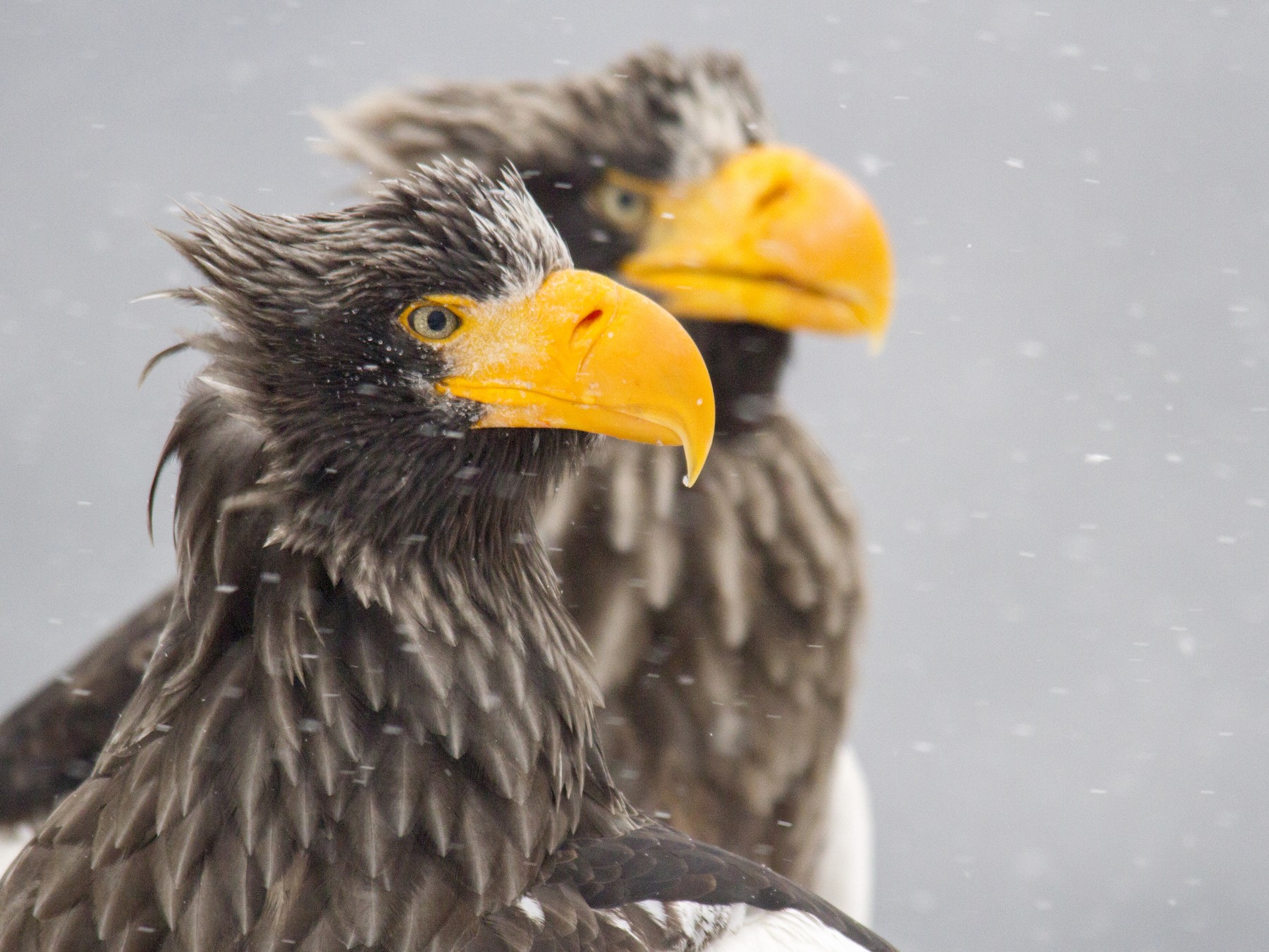 Steller's Sea-Eagle - Andres Vasquez Noboa