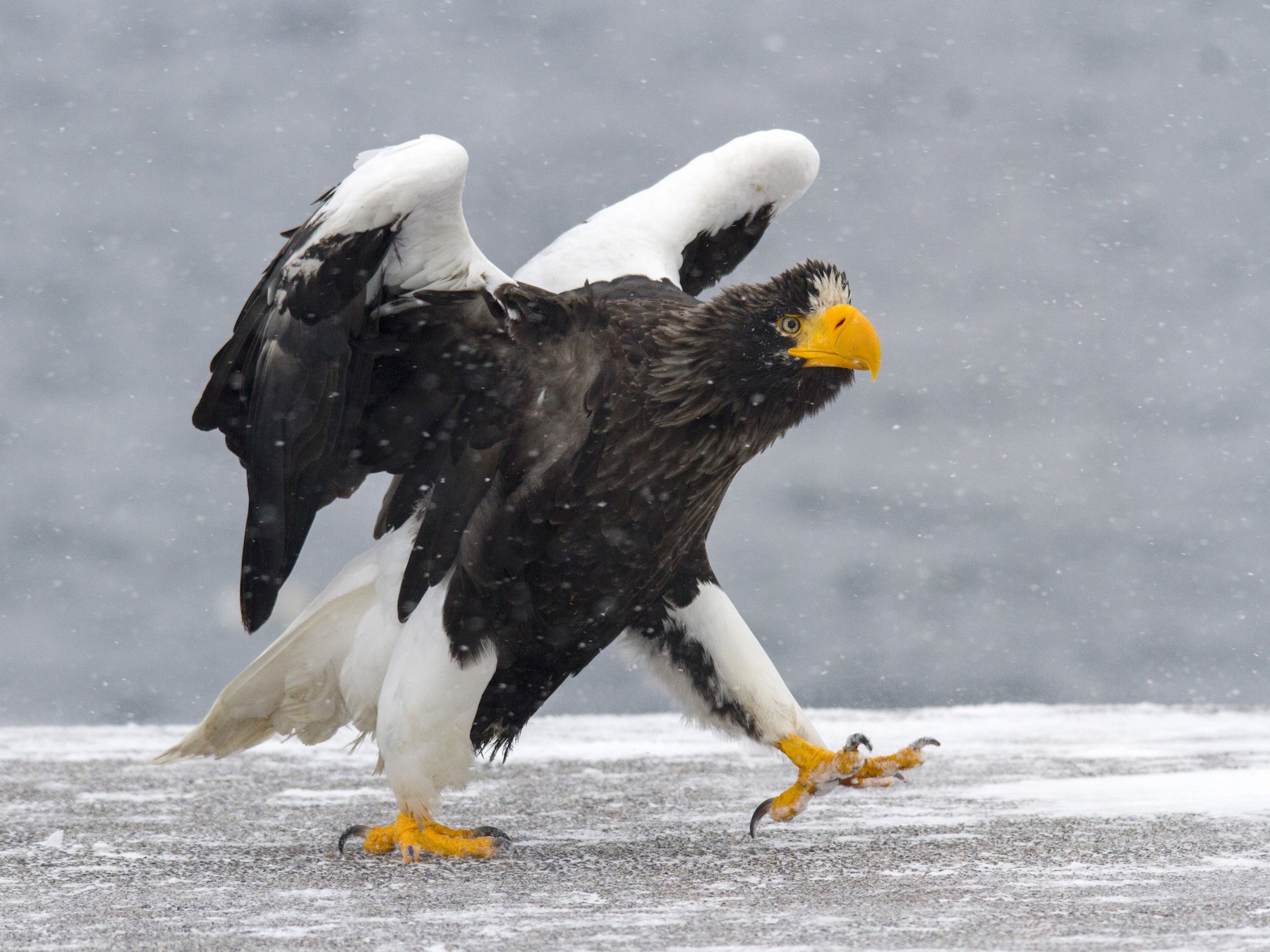 Steller's SeaEagle eBird