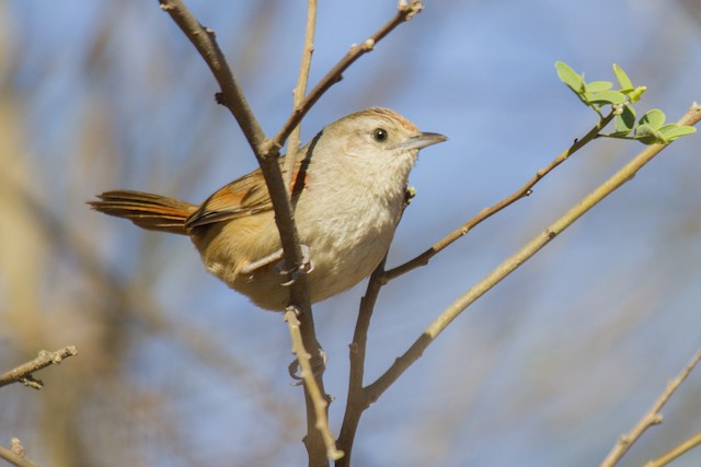 Little Thornbird