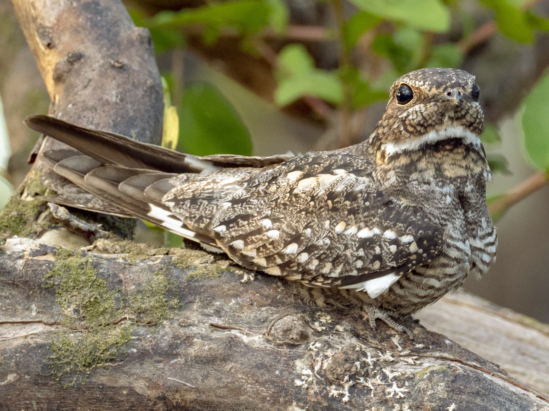 Lesser Nighthawk eBird