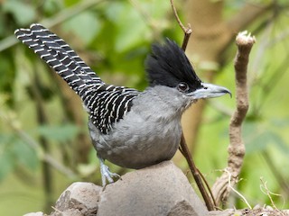  - Giant Antshrike