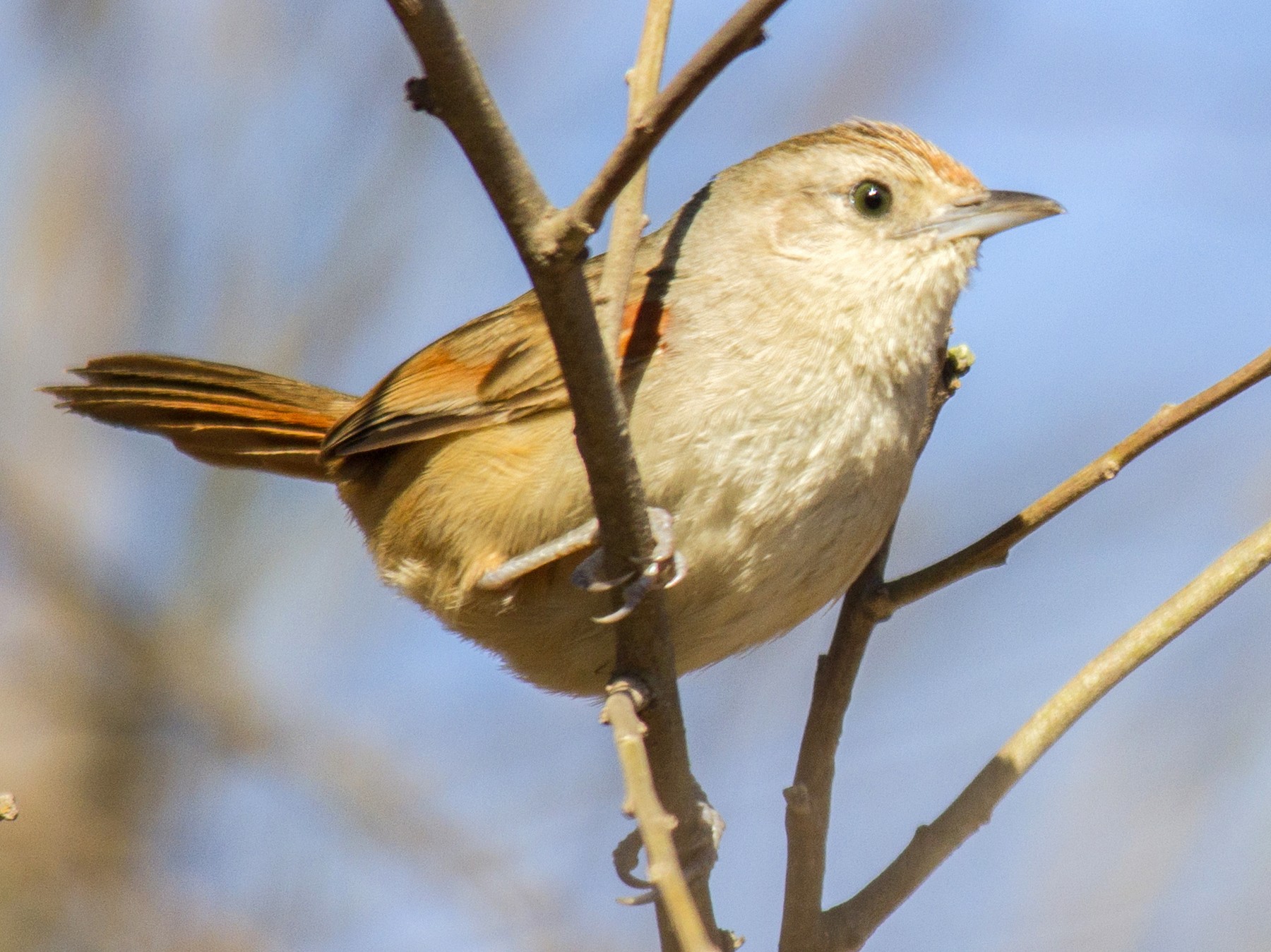Little Thornbird - eBird