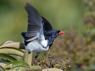 - Red-billed Pied Tanager